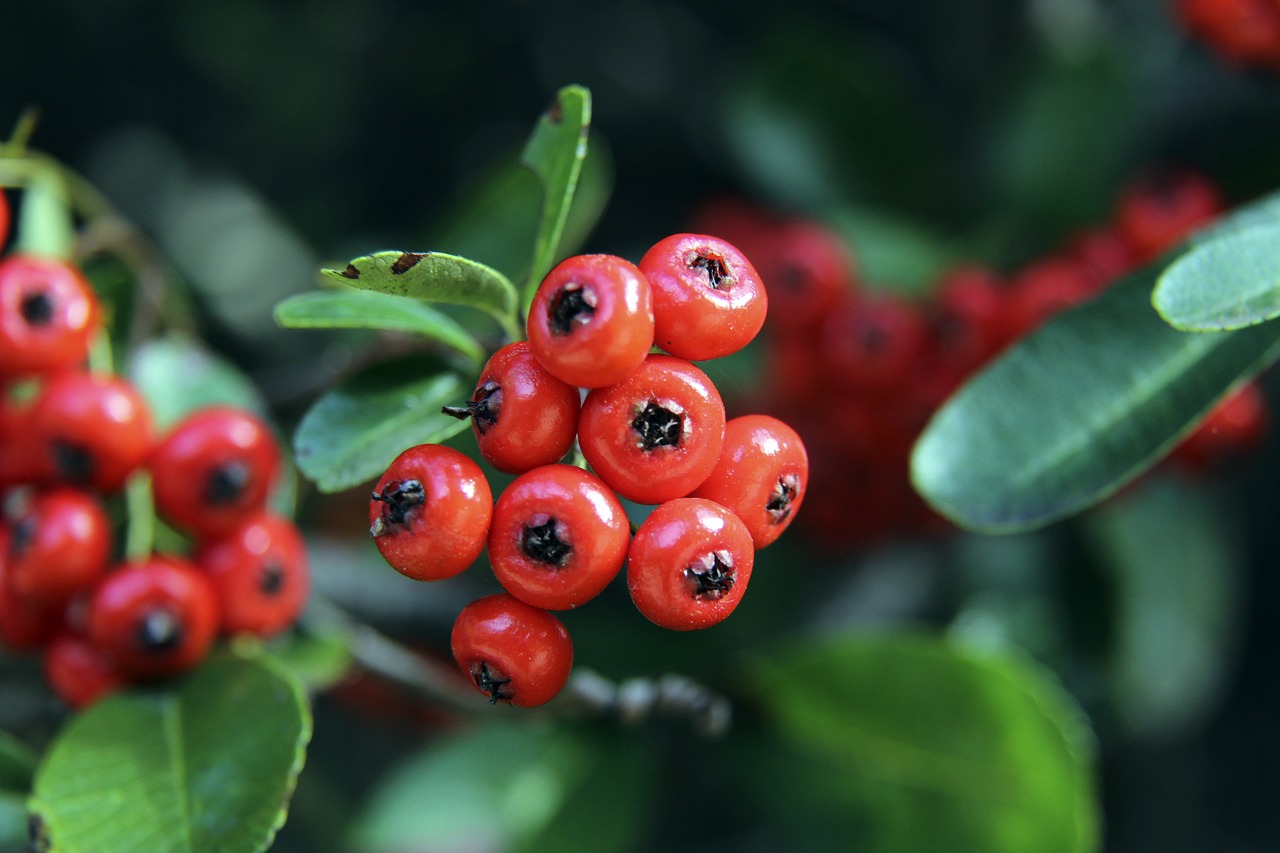 锋阿尔佩伦 锋阿尔佩伦